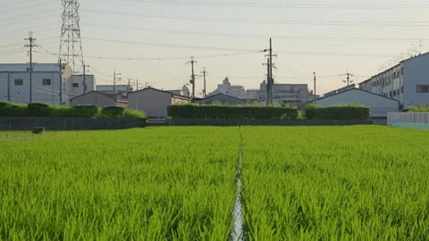 Rice fields at dusk, a scene from rural Japan in summer Stock Footage 279521535