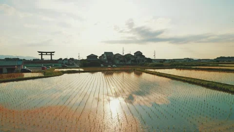 Rice fields at dusk, a scene from rural Japan in summer Stock Footage 325644415