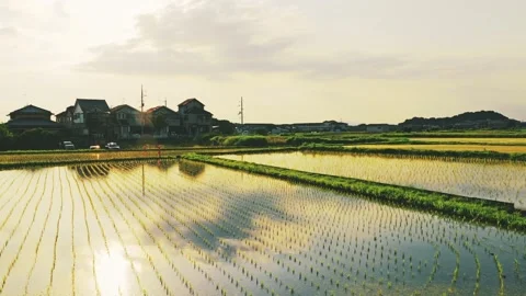 Rice fields at dusk, a scene from rural Japan in summer Stock Footage 325644456