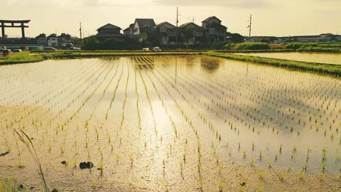 Rice fields at dusk, a scene from rural Japan in summer Stock Footage 325644463