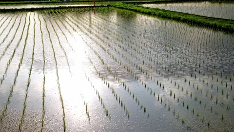 Rice fields at dusk, a scene from rural Japan in summer Stock Footage 325644513