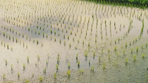 Rice fields at dusk, a scene from rural Japan in summer Stock Footage 325644526
