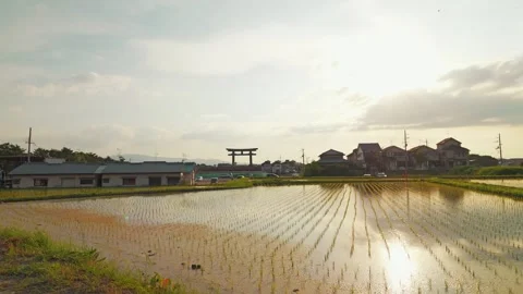 Rice fields at dusk, a scene from rural Japan in summer Stock Footage 325644579