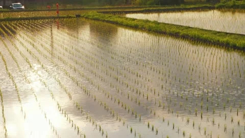 Rice fields at dusk, a scene from rural Japan in summer Stock Footage 325644589