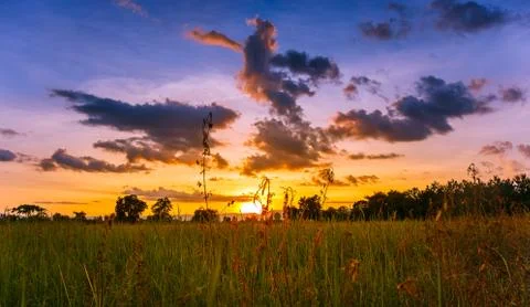 Rice fields in the evening during sunset. Fotos Stock