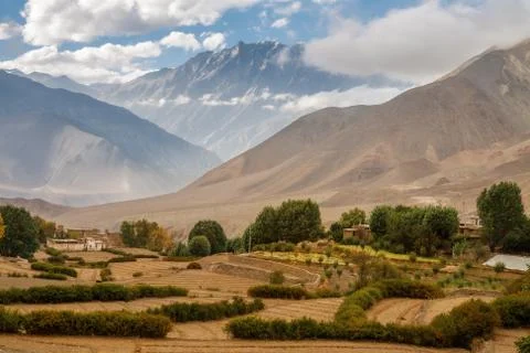 Rice fields in the fall Stock Photos