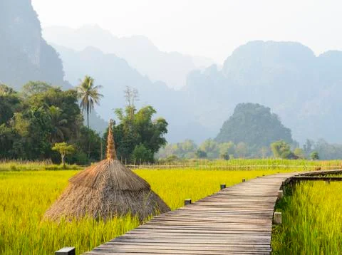 Rice fields farm Stock Photos