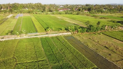 Rice fields with farmer working and rural village in background Stock-Footage 341544007