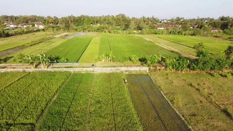 Rice fields with farmer working and rural village in background Stock Footage 341544122