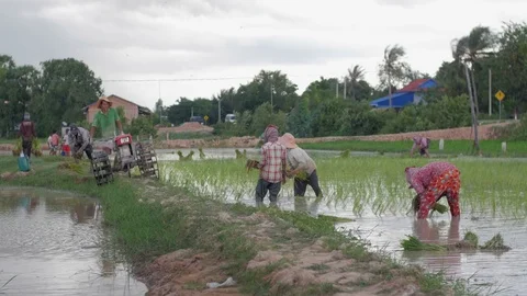 Rice fields farmers at work 스톡 동영상 75886342