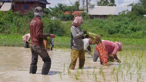 Rice fields farmers at work 스톡 동영상 75886418