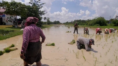 Rice fields farmers at work Stock Footage 75886440