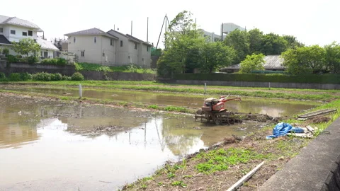 Rice fields filled with water before rice planting Stock Footage 153830250