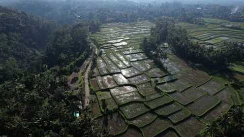 Rice fields flooded and left to rest after harvest, aerial shot of rural Bali Stock Footage 201325402