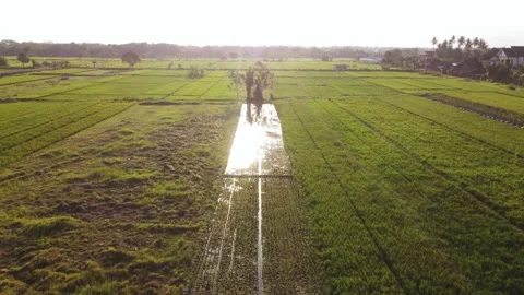 Rice fields with flooded irrigation plot at golden hour Stock Footage 341544737