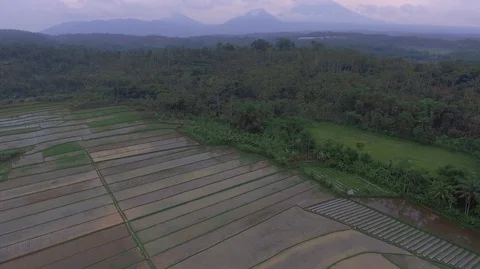 Rice fields at the foot of the mountain Stock Footage 129349815
