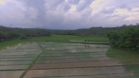 Rice fields at the foot of the mountain Stock Footage 129349979