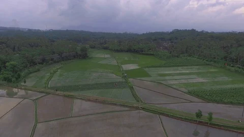 Rice fields at the foot of the mountain Stock Footage 129350095