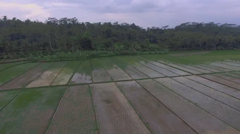 Rice fields at the foot of the mountain Stock Footage 129350169