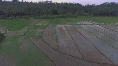Rice fields at the foot of the mountain Stock Footage 129350221