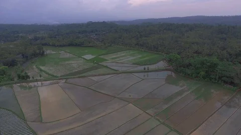 Rice fields at the foot of the mountain Stock Footage 129350374