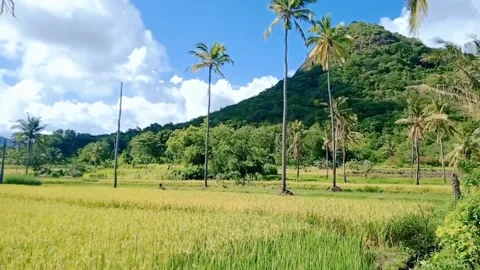 Rice fields at the foot of the mountain Stock Footage 236336613