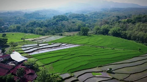 Rice fields at the foot of the mountain Stock Footage 291486413