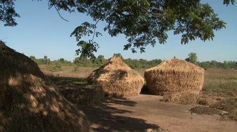 Rice fields Stock Footage 1004004