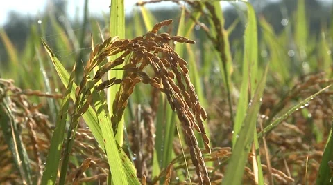 Rice fields Stock Footage 1004094