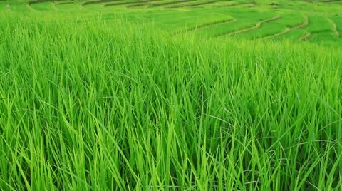 Rice fields Stock Footage 12424611