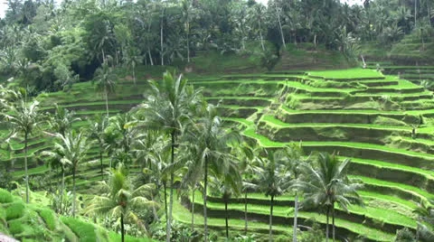 Rice fields Stock Footage 24631902