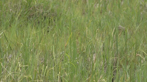 Rice fields 库存影片 30393753