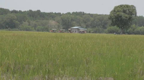 Rice fields Stock Footage 30393771