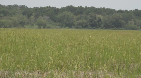 Rice fields 库存影片 30393842