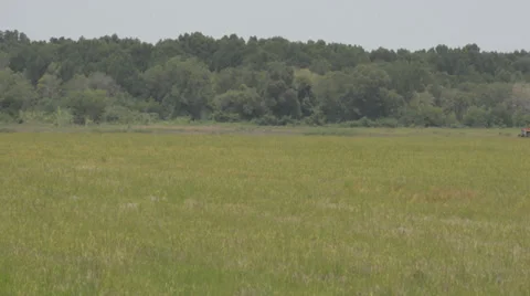 Rice fields 库存影片 30393854