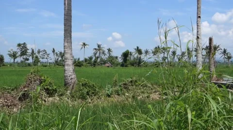 Rice fields Stock Footage 44348644