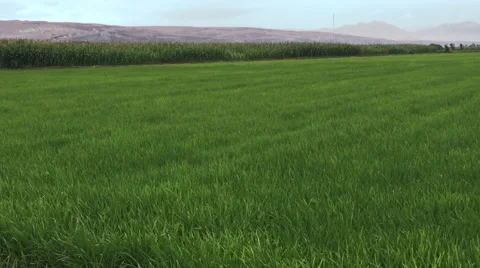 Rice fields Video stock 53202072