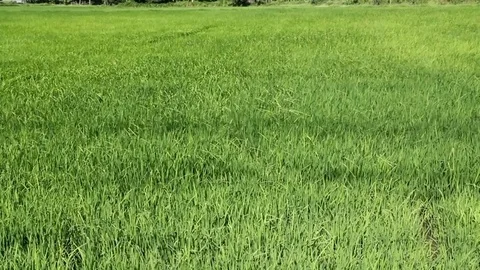 Rice fields Stock Footage 79257614