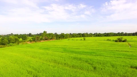 Rice fields 動画素材 79677871