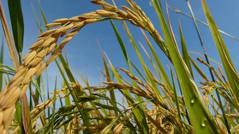 Rice fields Stock Footage 82252201