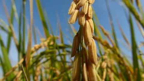 Rice fields Video stock 82252354