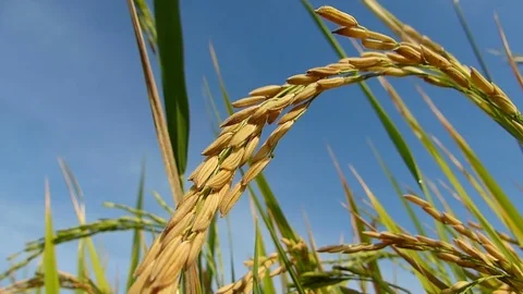 Rice fields Stock Footage 82252372