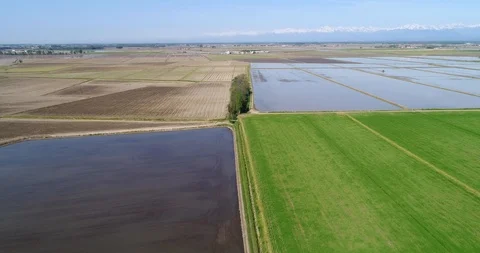 Rice fields Stock Footage 89195555