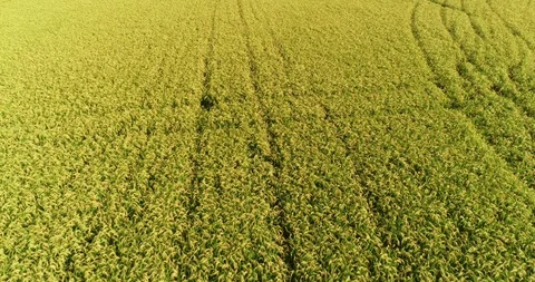 Rice fields Video stock 116035269