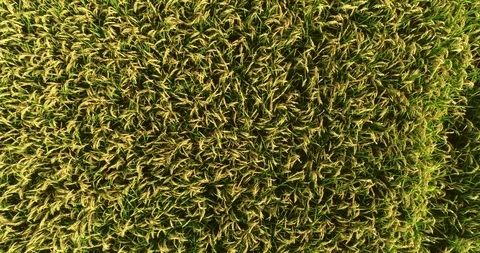 Rice fields Stock Footage 116035277