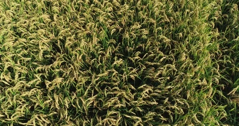 Rice fields Stock Footage 116035292