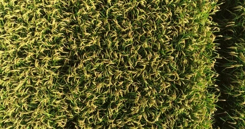 Rice fields Stock Footage 116035314