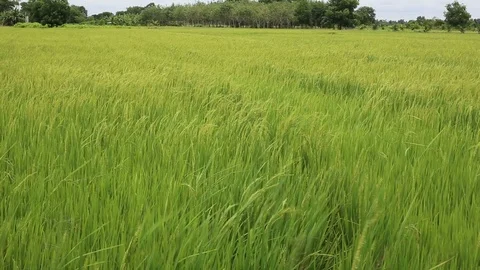Rice fields  Stock Footage 117742430