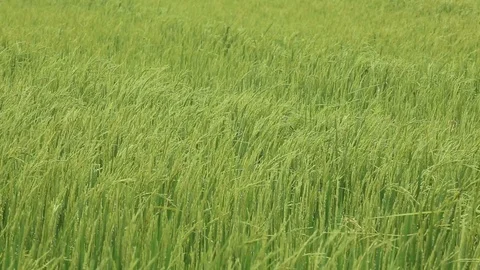 Rice fields  Stock Footage 117743094