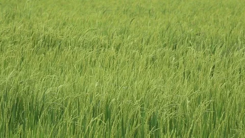 Rice fields  Stock Footage 117743387